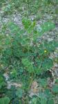 Astragalus glycyphyllos
