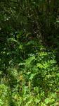 Astragalus glycyphyllos
