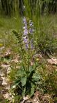 Salvia pratensis