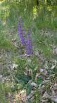 Salvia pratensis