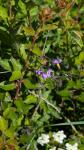 Solanum dulcamara