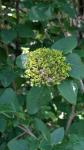 Viburnum lantana