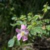 Rosa micrantha