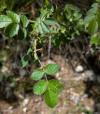 Rosa micrantha