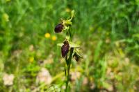 Ophrys aranifera