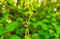 Ophrys insectifera