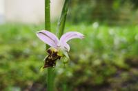 Ophrys apifera
