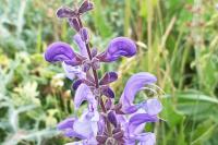 Salvia pratensis