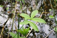 Comarum palustre