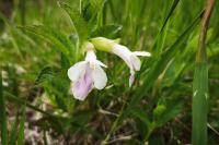 Melittis melissophyllum