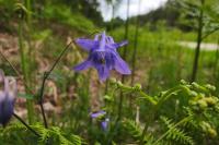 Aquilegia vulgaris