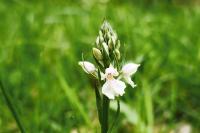 Dactylorhiza maculata
