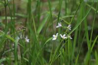Hottonia palustris