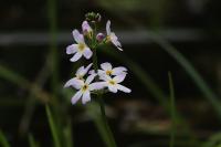 Hottonia palustris