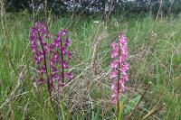 Anacamptis laxiflora