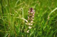 Neotinea ustulata