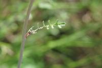 Coincya monensis