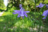 Aquilegia vulgaris