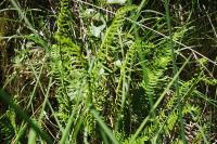 Struthiopteris spicant