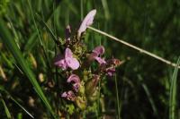 Pedicularis sylvatica