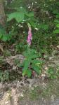 Digitalis purpurea