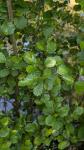 Alnus glutinosa