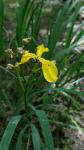 Iris pseudacorus