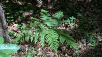Pteridium aquilinum