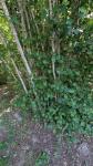 Corylus avellana