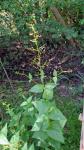 Scrophularia nodosa