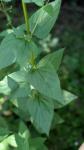 Scrophularia nodosa