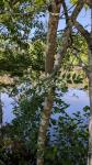 Fraxinus excelsior