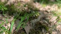 Melampyrum pratense