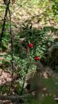 Ruscus aculeatus