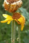 Arnica montana
