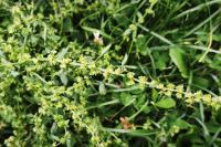 Rumex pulcher