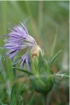 Carthamus mitissimus