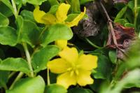 Lysimachia nummularia