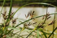 Cyperus longus