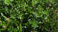 Euonymus japonicus