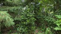 Laurus nobilis