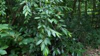 Cotoneaster salicifolius