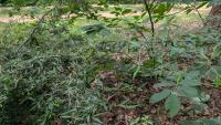 Cotoneaster salicifolius