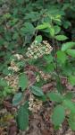 Cotoneaster coriaceus