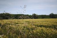 Bromus arvensis