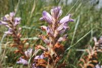 Phelipanche arenaria
