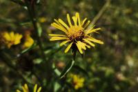 Inula salicina