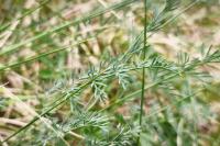 Seseli montanum