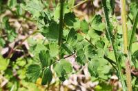 Thalictrum minus