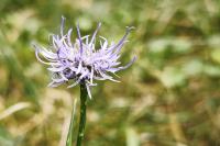 Phyteuma orbiculare